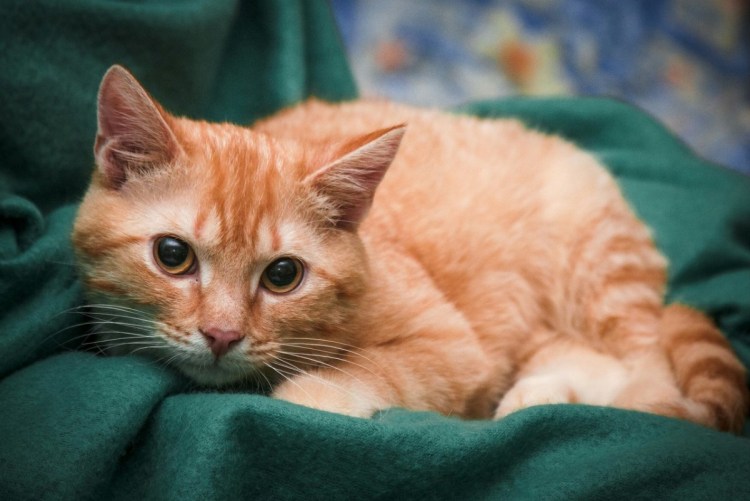 Американская короткошерстная кошка рыжая