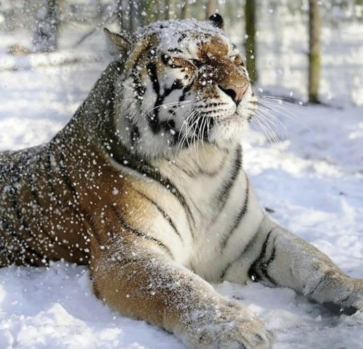 Амурский тигр зима