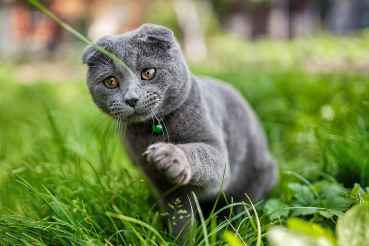 Скоттиш фолд британец вислоухий