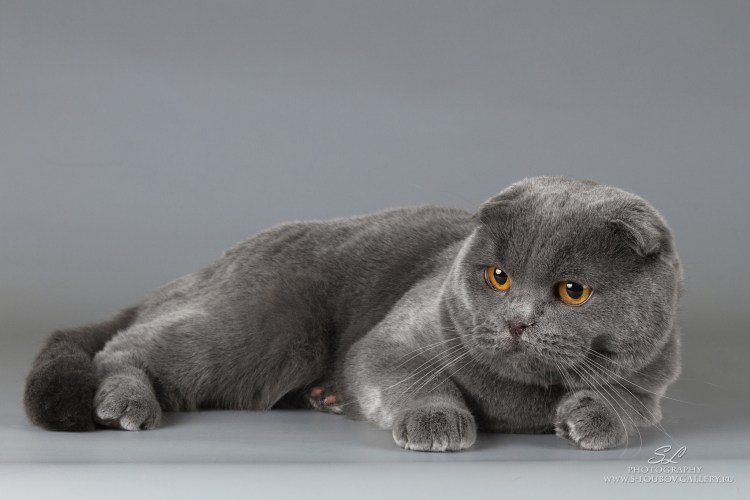 Британская вислоухая кошка серая