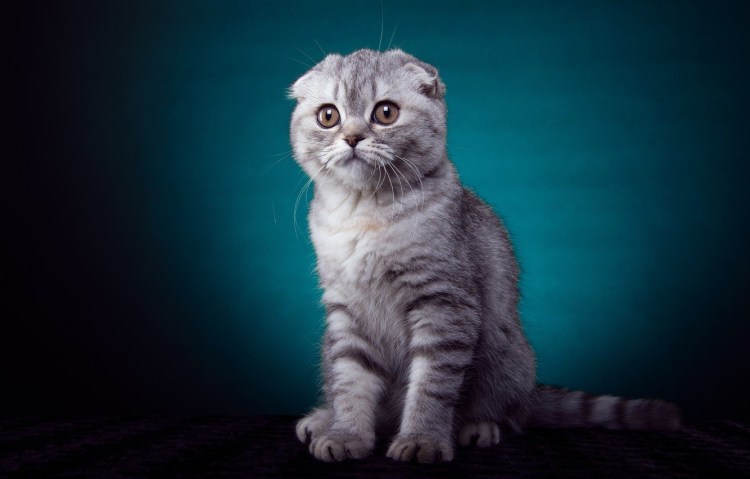 Шотландская вислоухая кошка полосатая серая