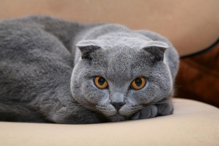 Скоттиш-фолд Шотландская