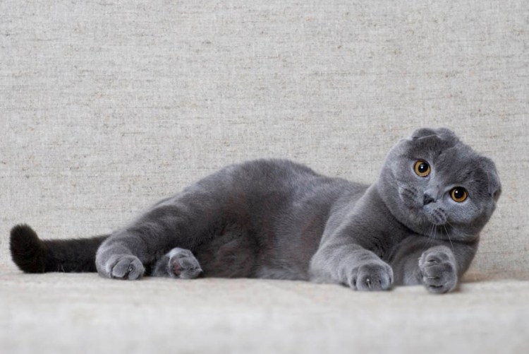 Скоттиш фолд британец вислоухий