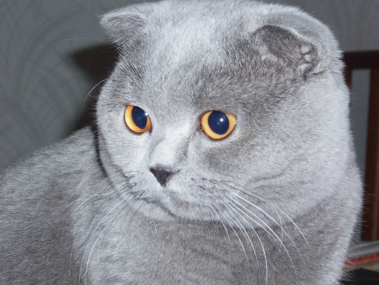 Шотландский вислоухий кот серый