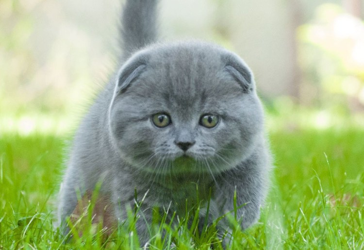 Шотландская вислоухая кошка
