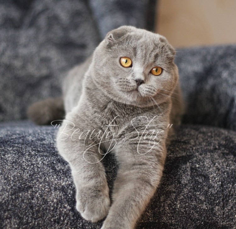 Шотландская вислоухая кошка дымчатая