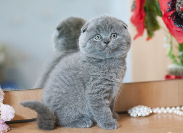Шотландский вислоухий кот серый