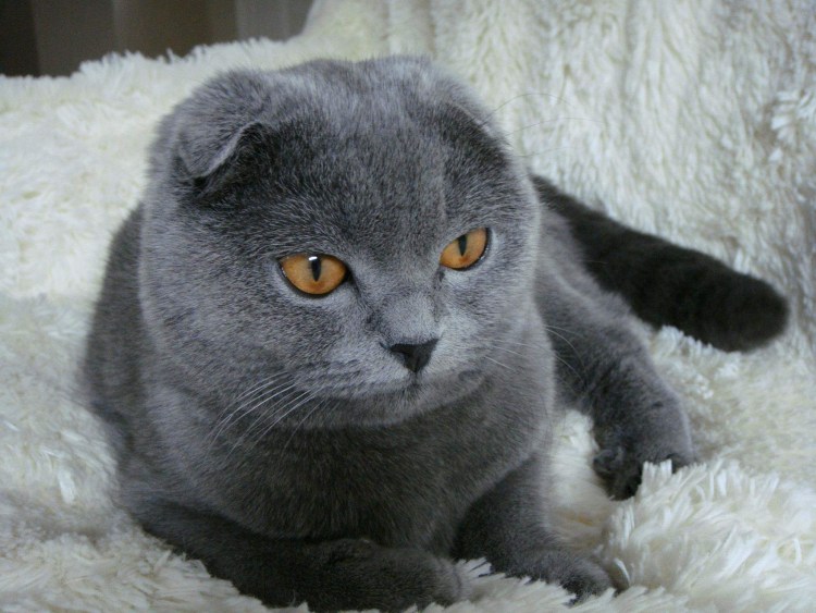 Скоттиш фолд серый