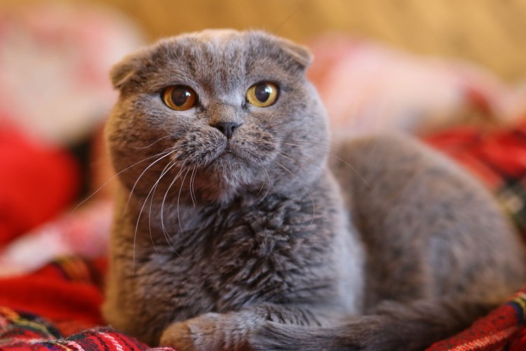 Шотландская вислоухая кошка серо белая