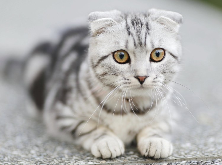 Шотландская вислоухая кошка