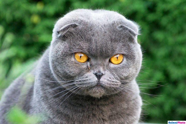 Шотландский вислоухий кот серый