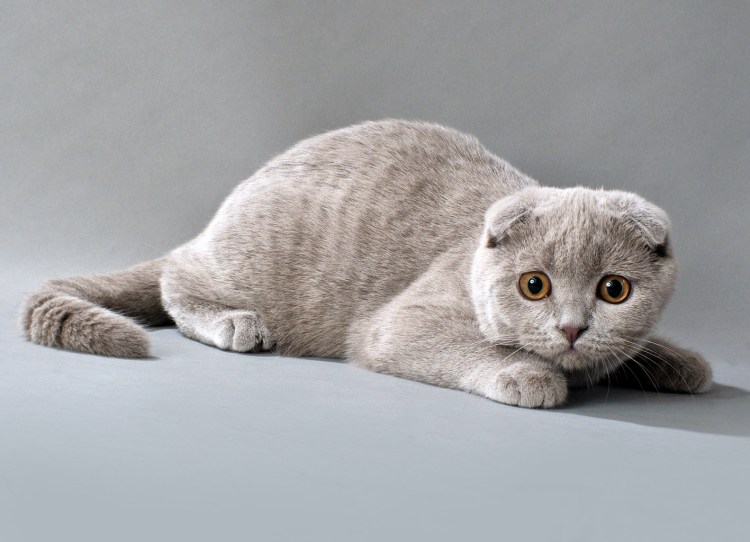 Шотландская вислоухая кошка
