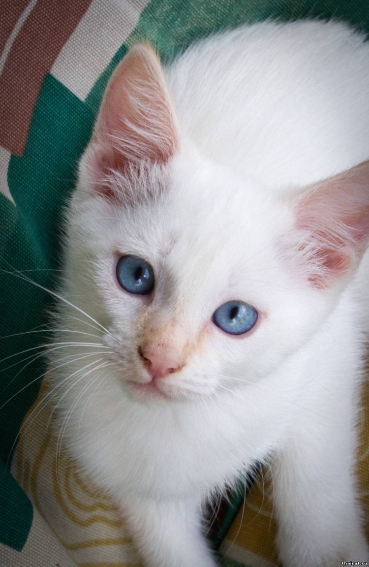 Кот Рэгдолл