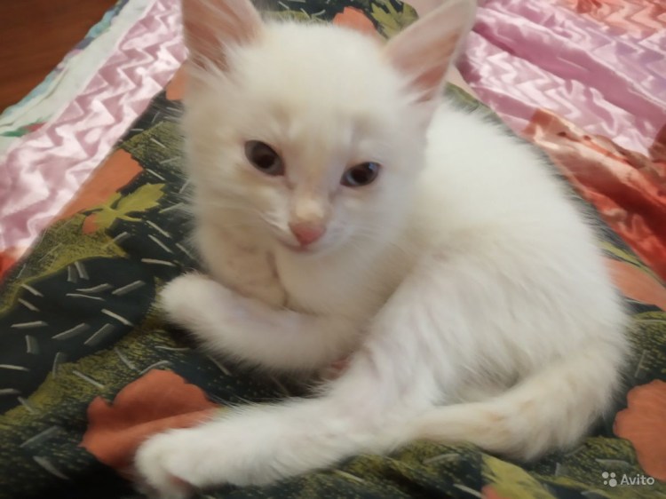 Белый котенок с рыжим хвостом