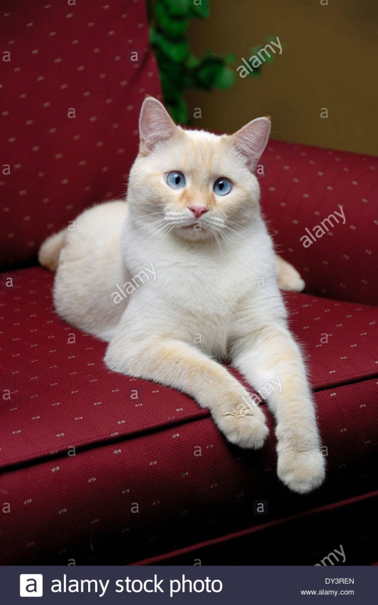 Коты Селкирк рекс
