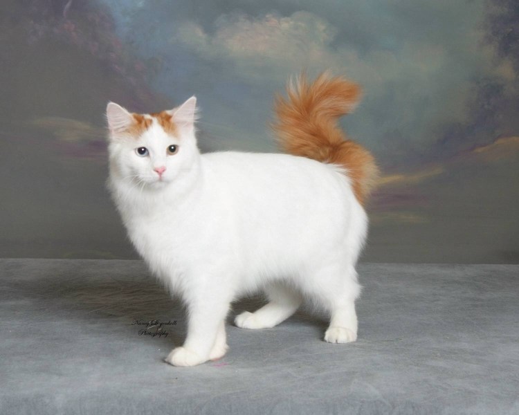 Бело рыжий котенок пушистый