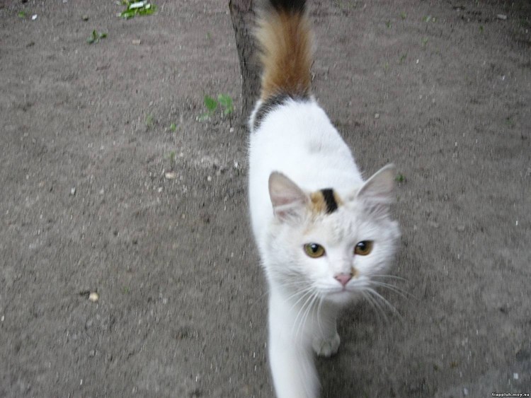Сиамский персиковый кот