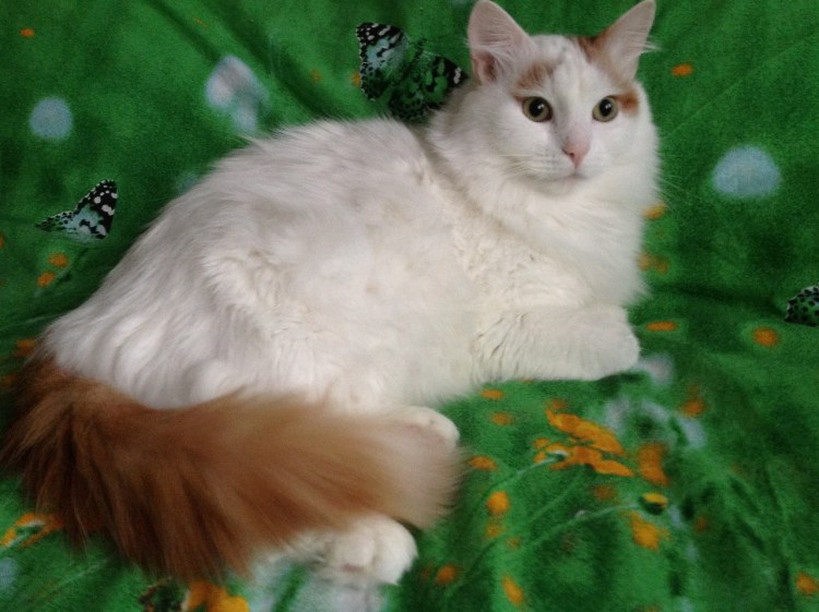 Котики рыжие с белым