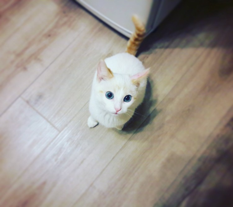 Кот японский бобтейл