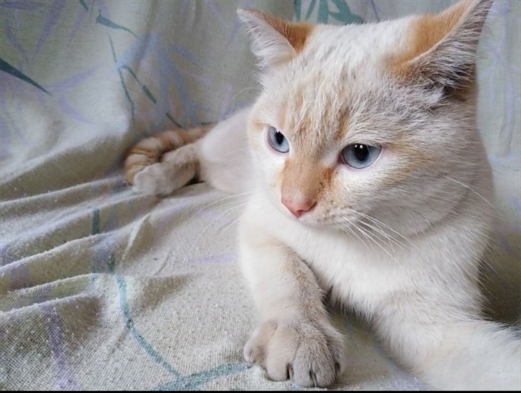 Белый кот с рыжим хвостом