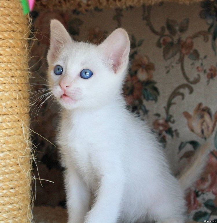 Белая кошка с рыжим хвостом