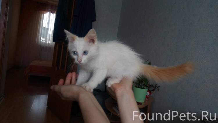Котенок желточек ищет дом хвосты и лапки