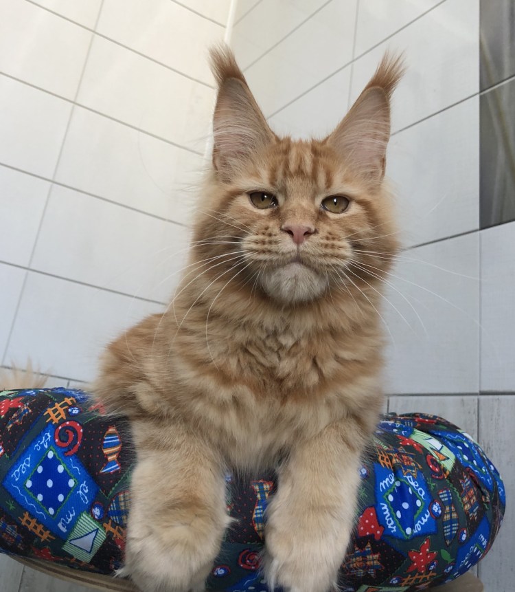 Сибирский Мейн кун