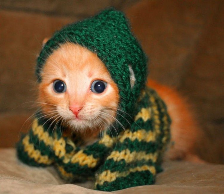 Котик в костюме лягушечки