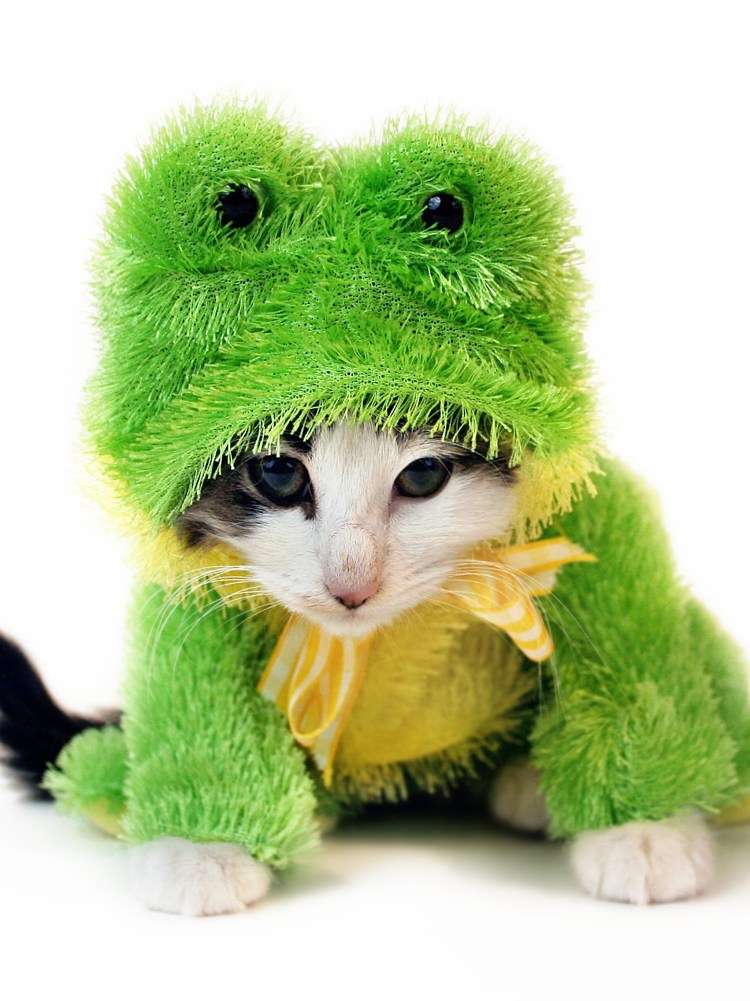 Смешные котики на аву
