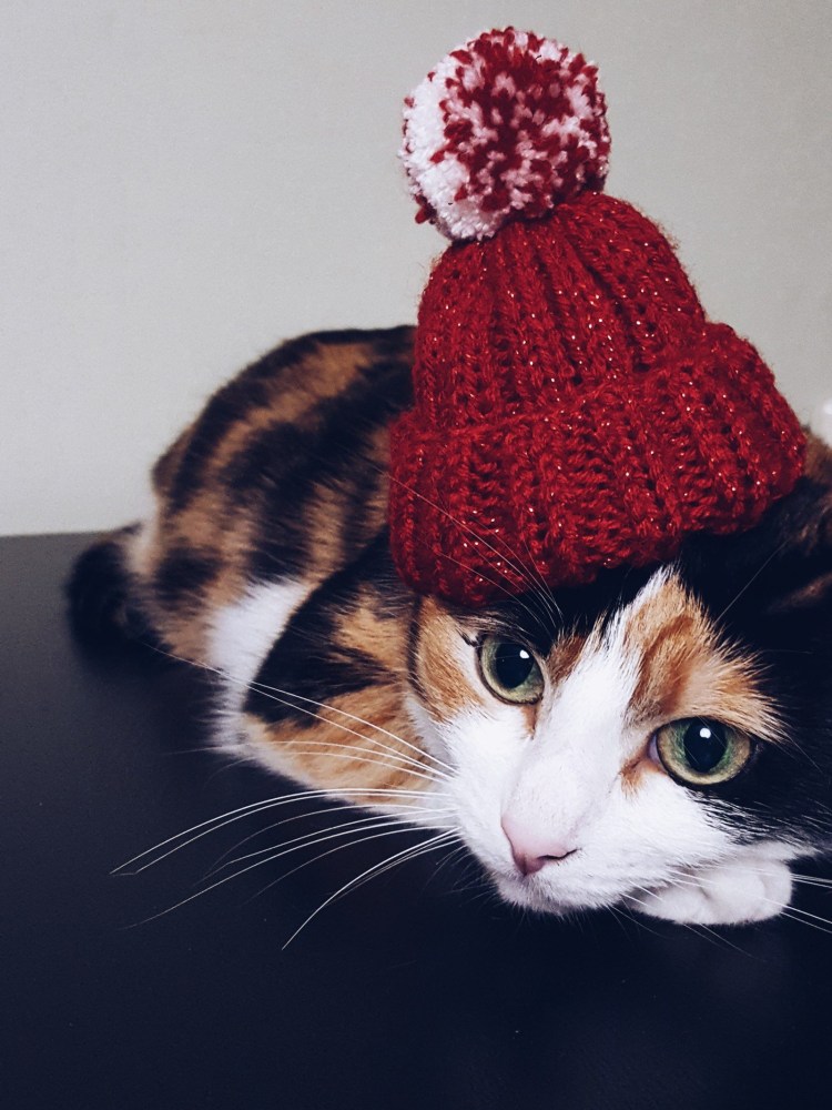 Котик в костюме лягушки