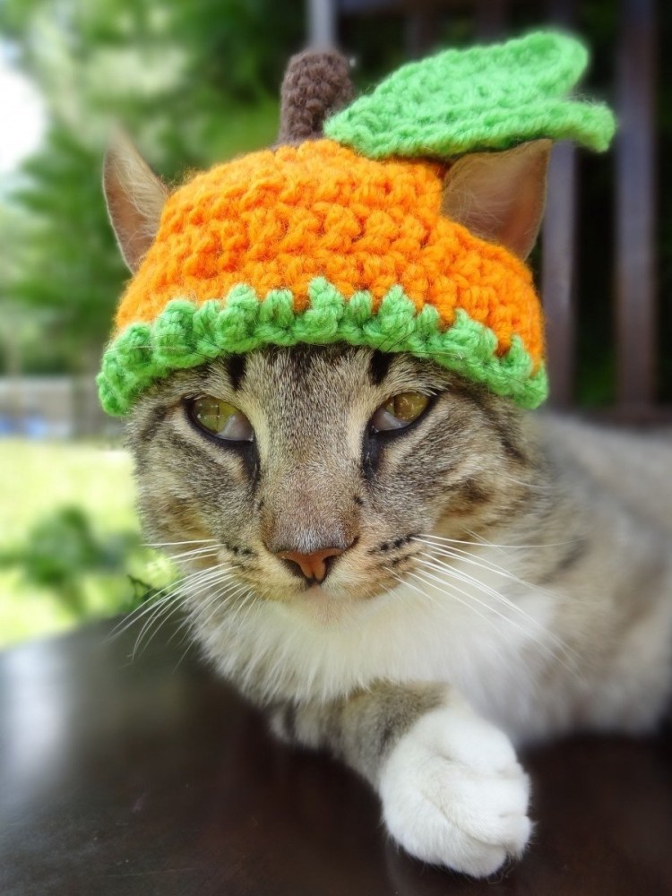 Коты в новогодних костюмах
