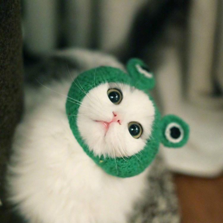 Котик в костюме лягушки