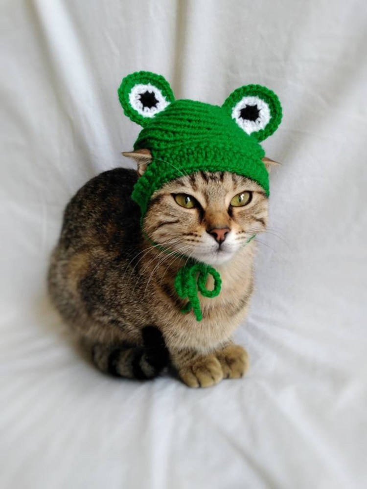 Котик в костюме лягушки