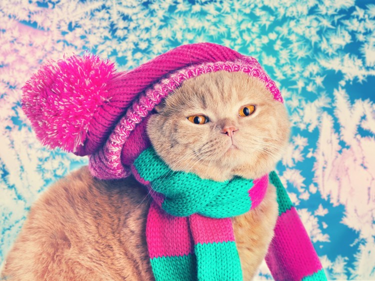 Шапка лягушка для кота спицами