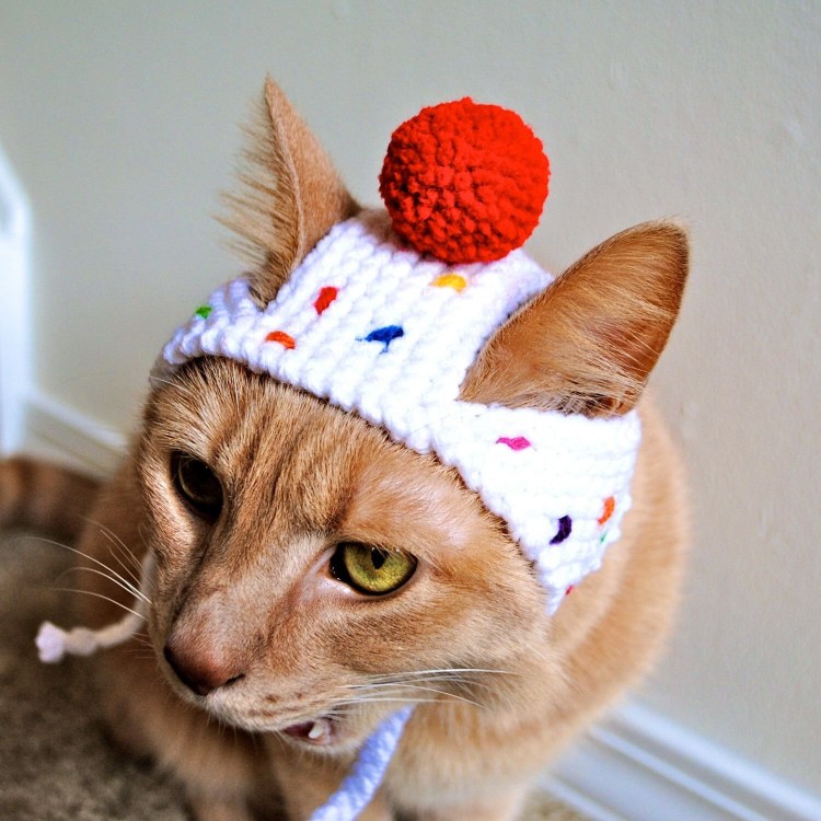 Котенок в костюме уточки