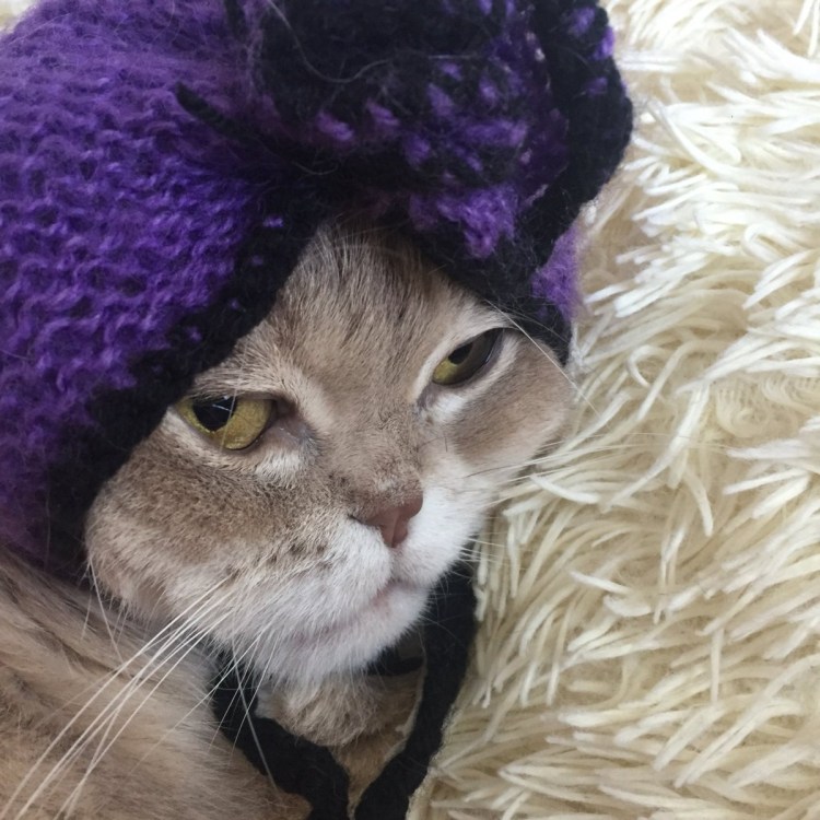 Котик в шапочке лягушки