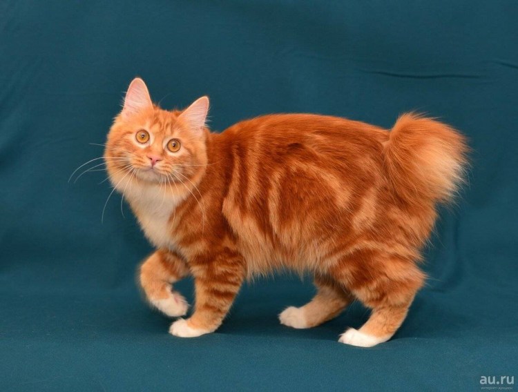 Кот Курильский бобтейл