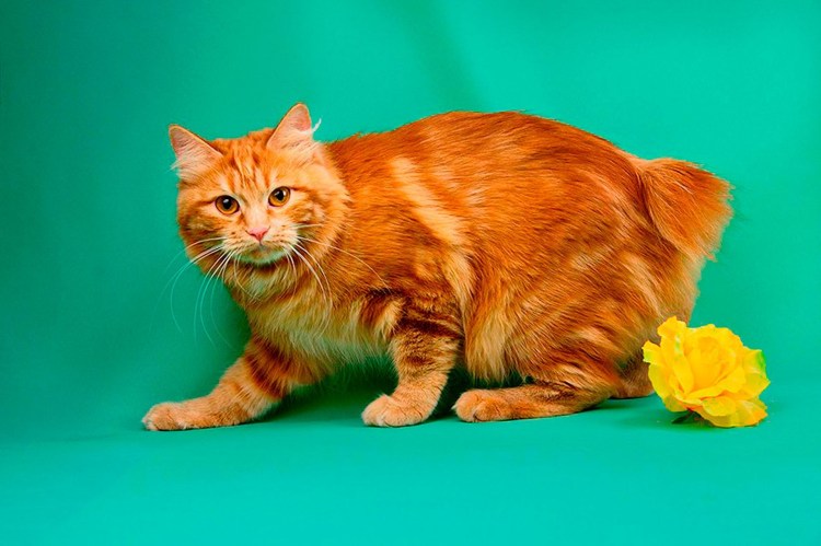 Кот Курильский бобтейл