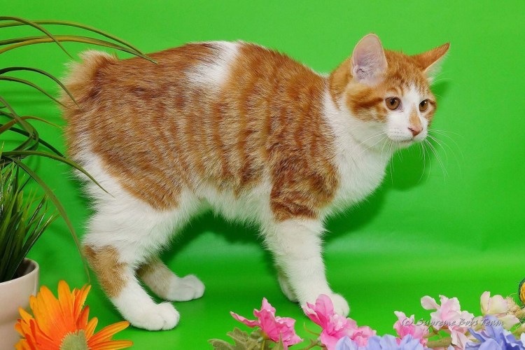 Рыжий бобтейл котенок