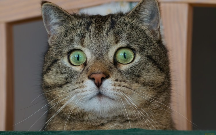 Смешной кот