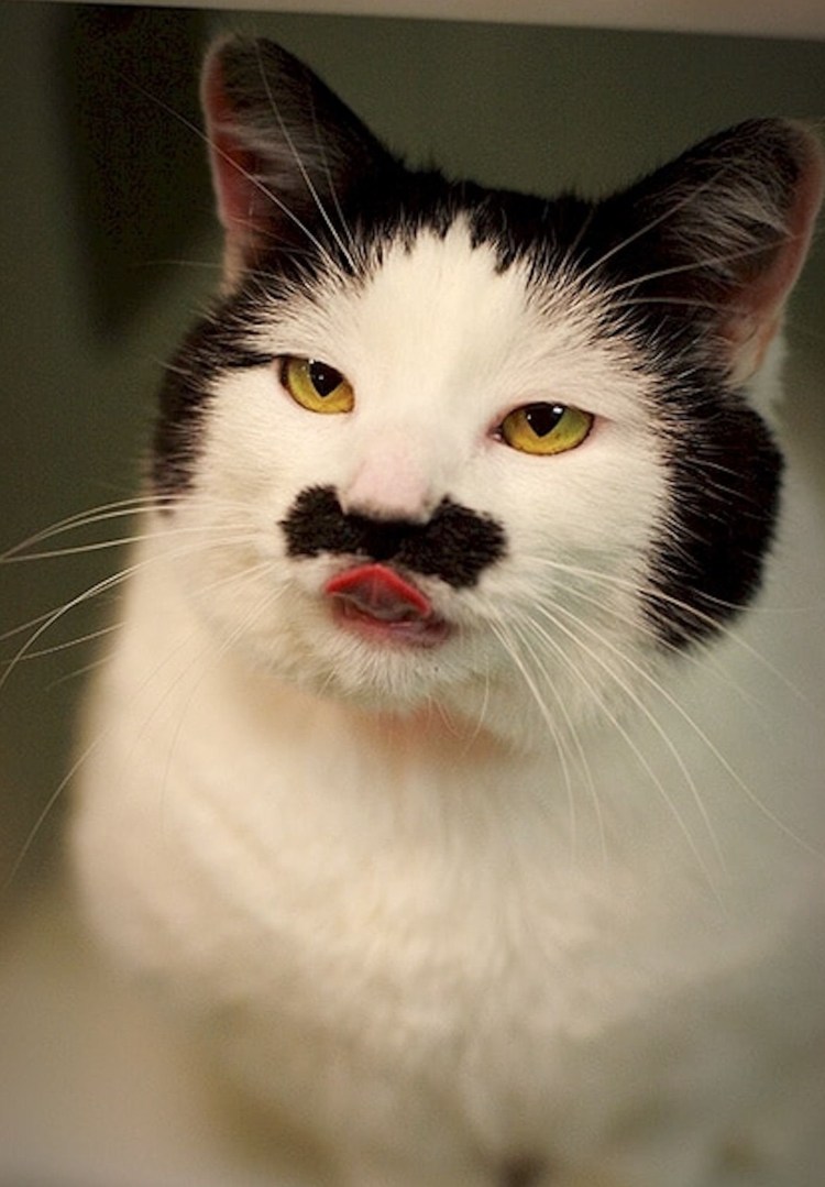 Лица котов