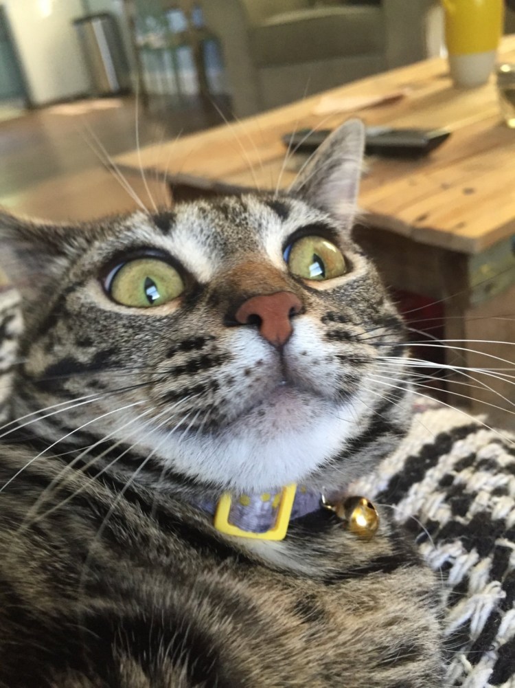 Смешная морда кота