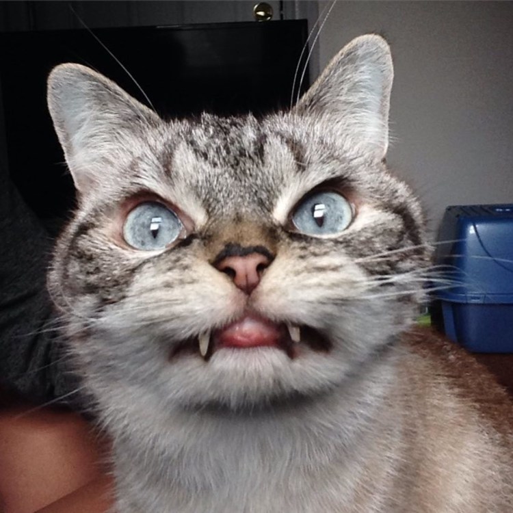 Необычные коты