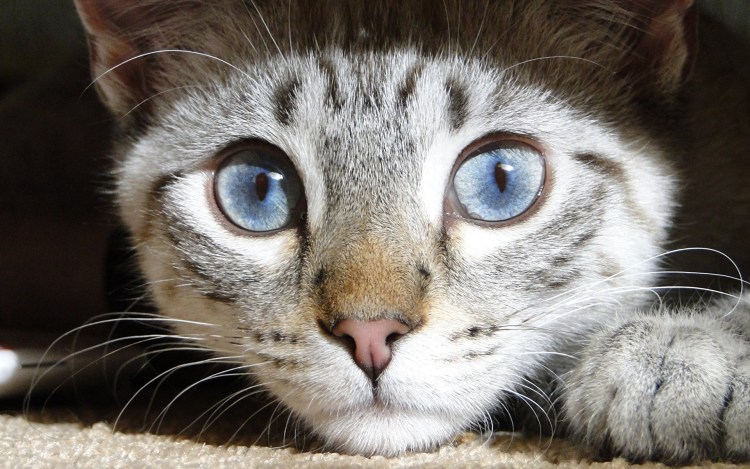 Улыбка кота