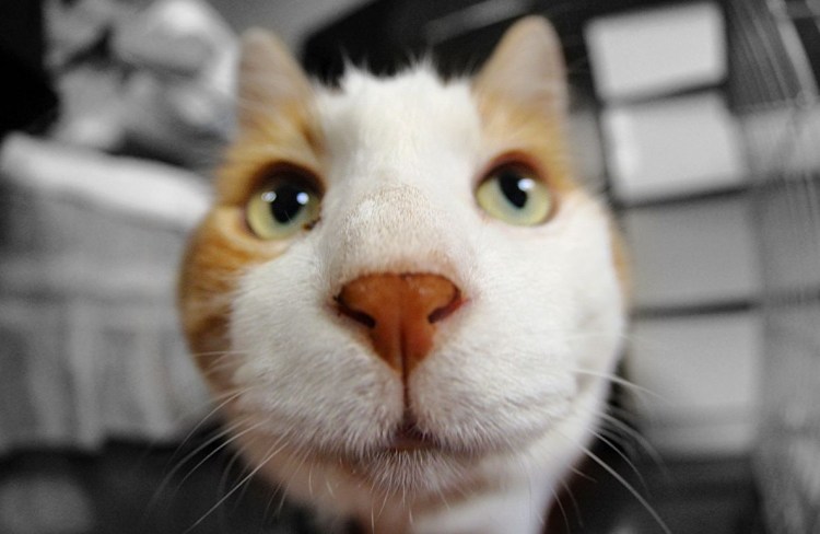 Мемные коты