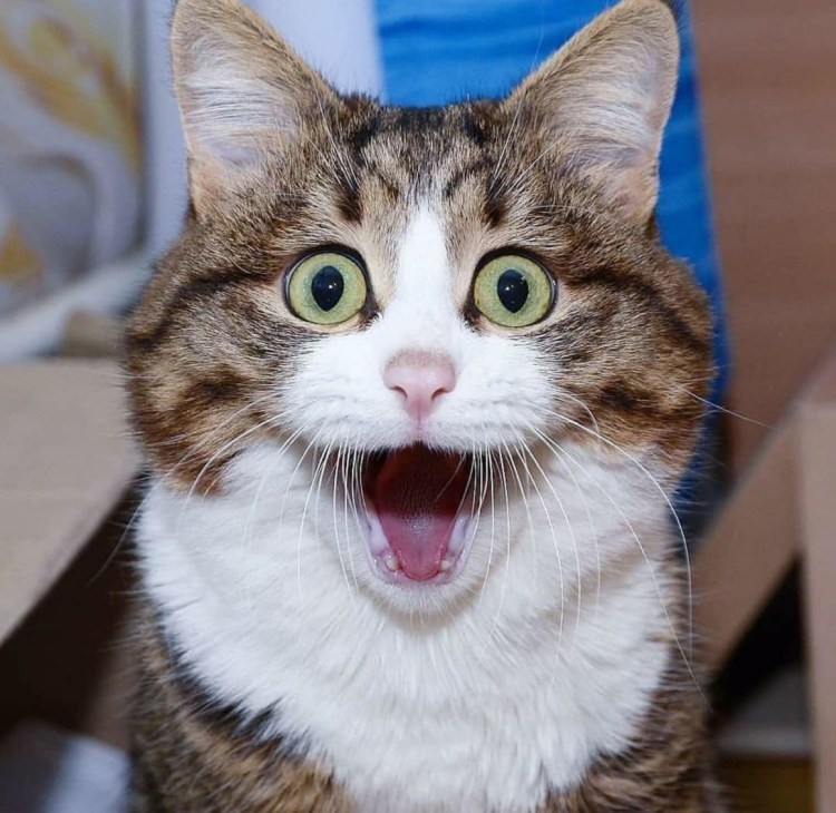 Удивленные морды котов