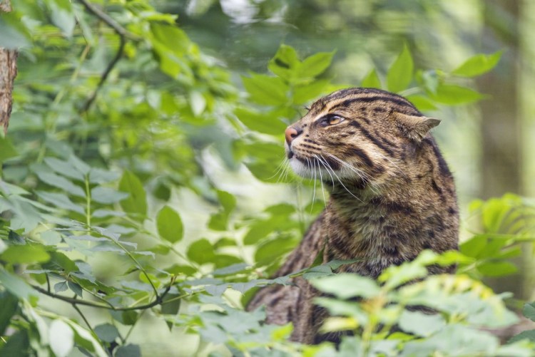 Дальневосточный Лесной кот (Prionailurus bengalensis euptilurus)