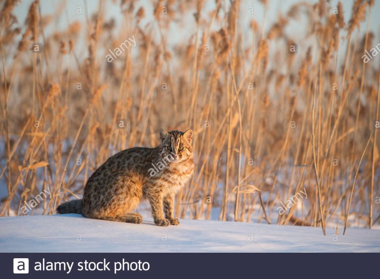 Европейский Лесной кот камышовый