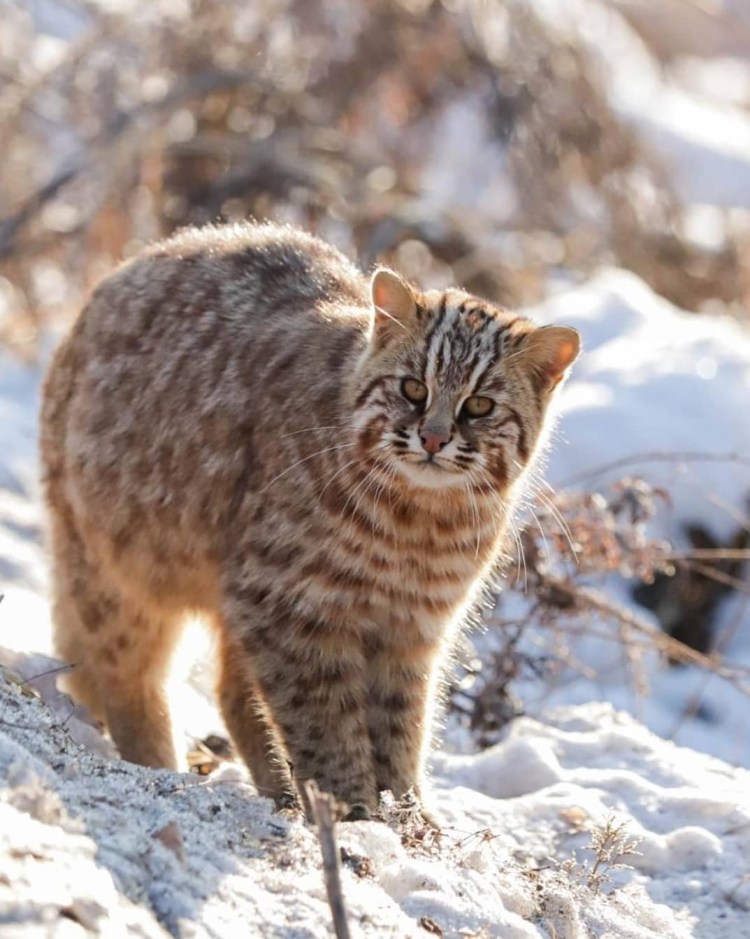 Дальневосточный Амурский Лесной кот