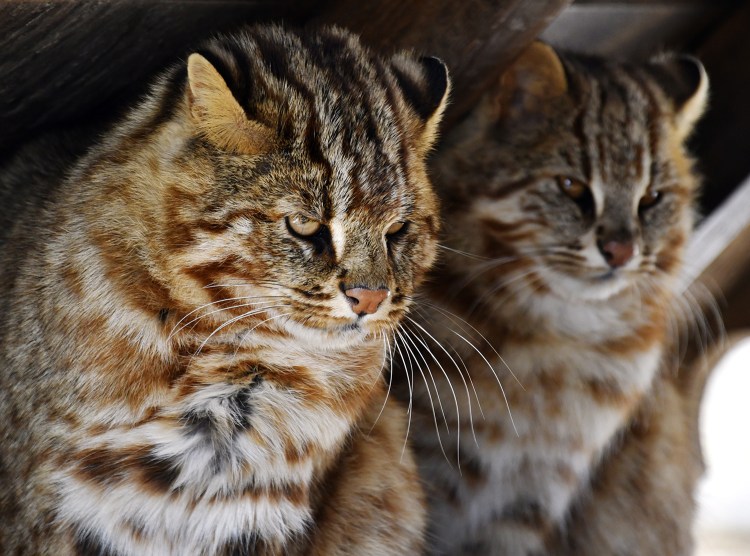 Дальневосточный Амурский кот